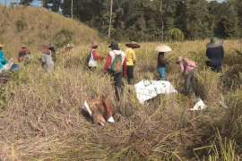 Mesiwah Pare Gumboh suburkan budaya gotong royong warga Desa Liyu
