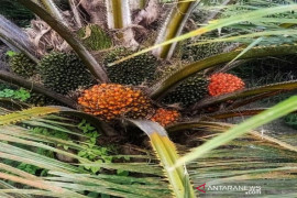 Harga CPO terus tertekan sebagai dampak menguatnya produksi