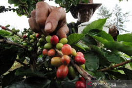 Petani di Purwakarta bingung pasarkan produk kopi di tengah pandemi