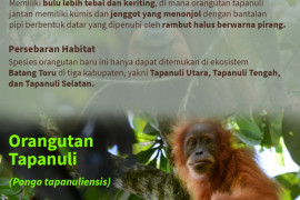 Menemukenali spesies orang utan di Indonesia