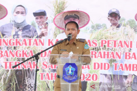 Bupati Bangka: Petani pilih benih padi unggul agar panen maksimal