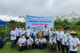 Jaga keseimbangan, PLN UP3 Subulussalam tanam 1.000 mangrove di Aceh Singkil