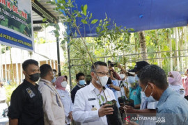 Pemkot  Kendari bantu bibit cengkeh ke petani