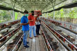 Ponpes Nurul Muhibbin Halong kembangkan ayam petelur