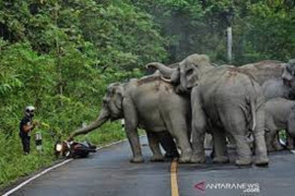 BKSDA Sumsel translokasi gajah liar ke hutan kawasan Suaka Margasatwa Gunung Raya