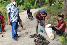 Petani sawah di Tapsel terancam gagal panen akibat hama tikus