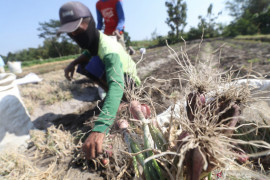 Bawang Merah Terserang Hama Ulat