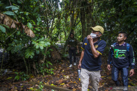 Pengembangan Tanaman Kopi Di Pegunungan Meratus