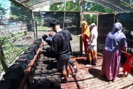 Moluccas Coastal Care kembangkan rumah bibit sayur di Banda, gairahkan petani