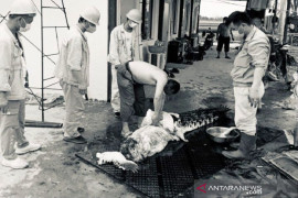 Menilik aksi TKA bunuh dan kuliti buaya kemudian dijadikan sup