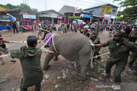 Evakuasi Anak Gajah Sumatera Di Jambi Page 1 Small