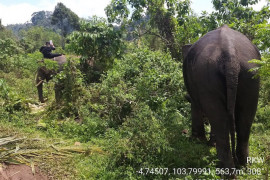 Kawanan gajah liar rusak perkebunan warga di Tangse