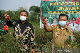 Gubernur Jambi panen raya cabai merah di Bungo