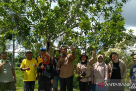 Kalbar upayakan "Alpukat Lilin Sinka" jadi varietas unggul nasional