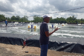 Warga Agam ubah lahan tidur jadi produksi udang vaname