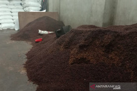 Mantap, harga cengkih di Ambon bergerak naik capai Rp90.000/Kg