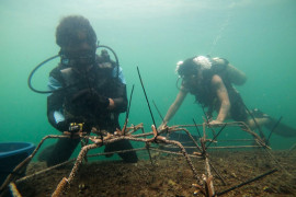 Moluccas Coastal Care transplantasi terumbu karang di Banda, lestarikan ekosistem laut