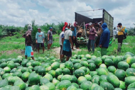 Menggairahkan produksi buah dan sayur dalam negeri