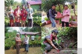 Masyarakat Luat Lombang Tapsel kelola koridor orangutan Tapanuli