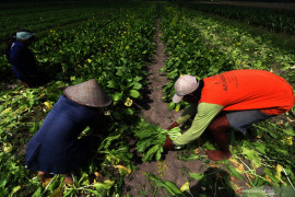 Panen Sawi Kurang Terserap Pasar