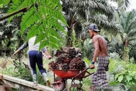 Harga TBS sawit tembus Rp2.542 per kilogram dan selamatkan ekonomi masyarakat