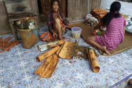 Harga kayu manis di kawasan Loksado kian membaik