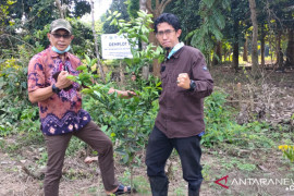 JBI fokus kembangkan  tanaman lokal unggul produktif di Sumsel