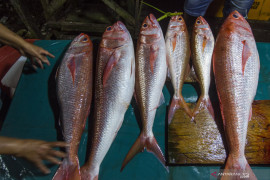 KKP-BKPM bidik investasi sektor kelautan dan perikanan di Maluku, dorong investasi