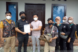 Satwa langka kura-kura kaki gajah diserahkan ke KSDA
