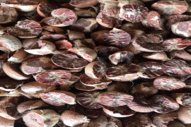 Ekspor pinang  Sumut terus meningkat