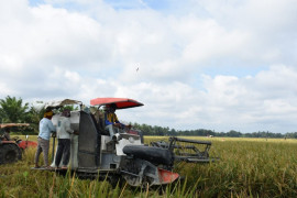 Pemkab Serdang Bedagai panen perdana program cetak  sawah baru