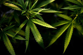 Kongres Panama legalkan penggunaan ganja untuk kepentingan medis