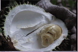 Presiden Jokowi ajak masyarakat tingkatkan konsumsi buah Nusantara