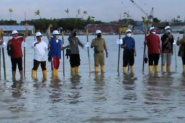 Sambut HUT ke-76 Kemerdekaan RI, Pelindo IV tanam mangrove