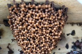 Menengok budi daya lebah madu klanceng yang menjanjikan