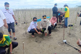 Pantai Maligi Sasak Pasbar ditanami 8.400 batang mangrove, ini tujuannya kata Gubernur Sumbar