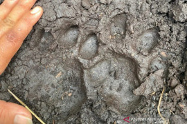 Misteri tewasnya remaja di Teluk Lanus terpecahkan, jejak harimau dan kepala korban ditemukan