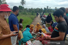 Hama tikus serang Tapanuli Selatan, puluhan hektare sawah rusak