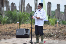 112 ribu hektar kebun kelapa sawit di Jambi perlu diremajakan