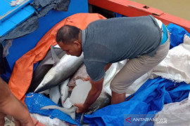 Hiu banjiri Pelabuhan Idi Aceh Timur