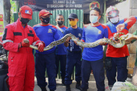 Evakuasi Ular di Warung Kopi
