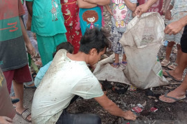 Ratusan warga berburu hama tikus di lumbung beras Tapsel