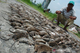 Pakar : Pengendalian hama tikus tidak bisa dilakukan secara perorangan