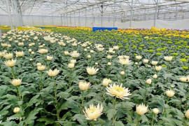 Ekspor  bunga krisan dari Kabupaten Karo Sumut ke Jepang berlanjut