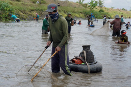 Ratusan warga berebut ikan mabuk dalam tradisi "pladu" di Tulungagung.