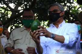 Ekosistem Pembiayaan KUR Petani Alpukat