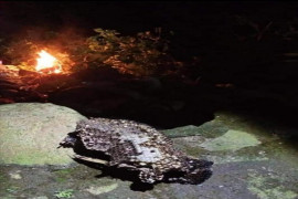 Sudah 10 sarang tawon dimusnahkan tim Damkar Tebing Tinggi