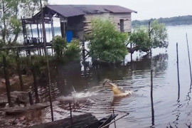 Di terkam buaya, Pegawai TNTP Seruyan luka parah