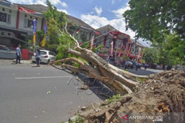 Pohon Tumbang
