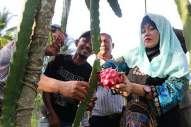 Dinas Pangan dorong petani sertifikasi komoditi buahan